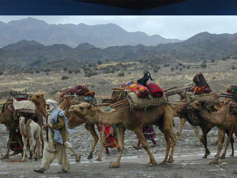 کوچی